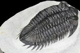 Coltraneia Trilobite Fossil - Huge Faceted Eyes #86006-4